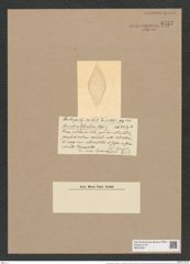 Coscinodiscus punctatus var. rhombicus (Castr.) Rattr. (de-Toni-Nr.: Genus 202, Species 5032) Zeichnungen Sammlung Grunow Nr. 8757 (NHMW-BOT-W0378347)